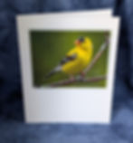 Thumbnail: Backyard Birds Note Card Set