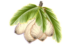 Adamic%20Woman%20Palm%20Tree%20Breasts_e