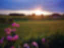 SunsetOverVines.jpeg