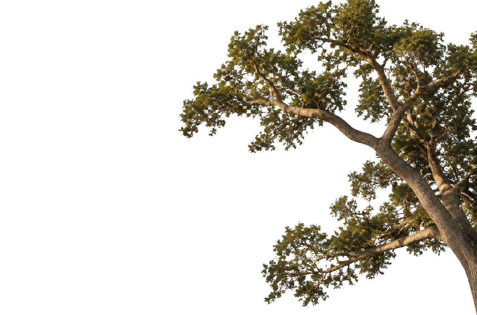 tomahawk-live-oak-right-TRUE-TRANSPARENT.png