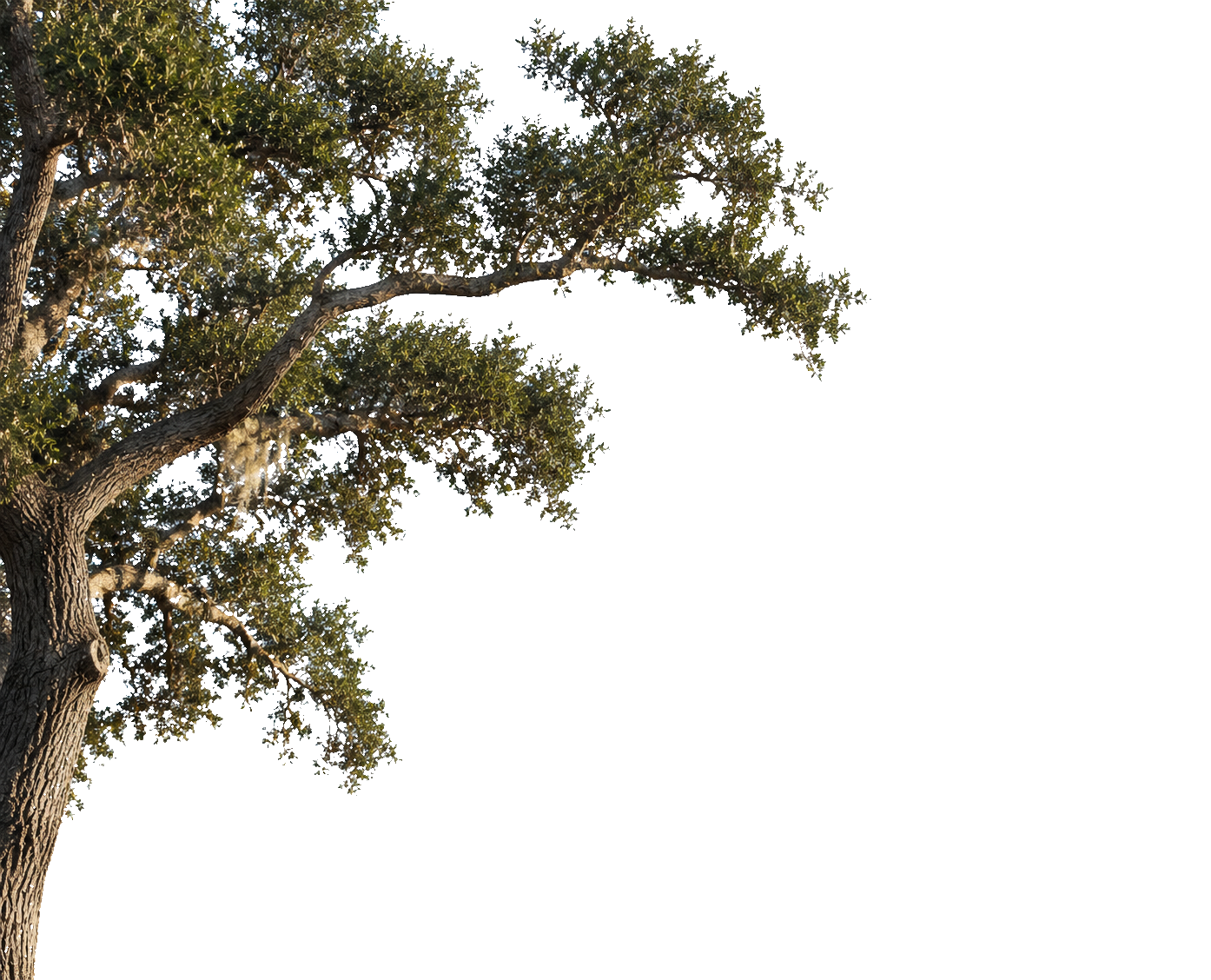 tomahawk-live-oak-left-TRUE-TRANSPARENT.png