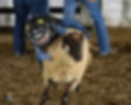 SID39467.jpg