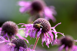Busy Bee