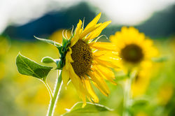 Sunflower Field