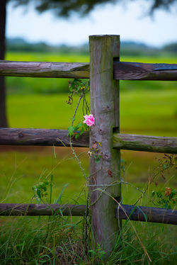 Rose on Post
