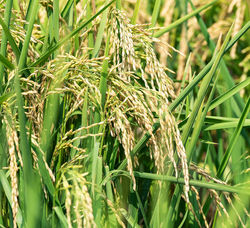 Ripe Rice