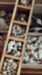 The Collected Shell Bar