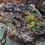 Thumbnail: Moss and Lichen Conglomerate Boulders
