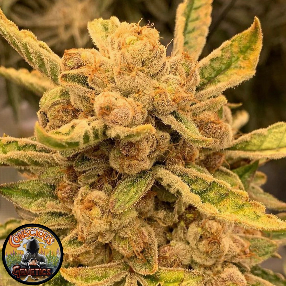Thumbnail: PROMO Sour Cuntz Feminised by Conscious Genetics