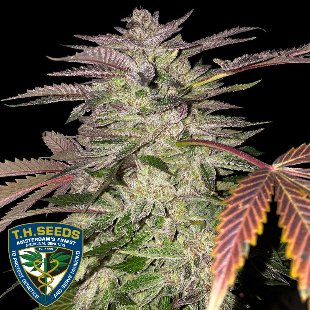 Gelato Cake feminised seeds - T.H Seeds