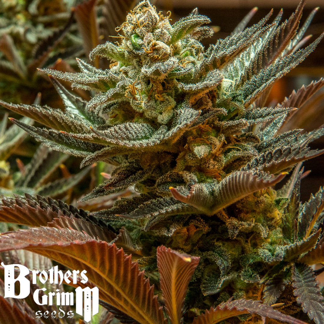 PROMO Cinderella 99 regular seeds By Brothers Grimm Seeds