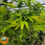 Thumbnail: PROMO CBD Cheese feminised seeds - Original Big Buddha Family Farms