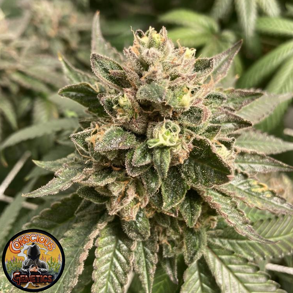 Thumbnail: PROMO Prozecco Feminised by  Conscious Genetics