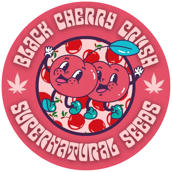 Thumbnail: Black Cherry Crush Feminised Seeds - Supernatural Seeds