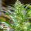 Thumbnail: PROMO Queen of Soul regular seeds By Brothers Grimm Seeds