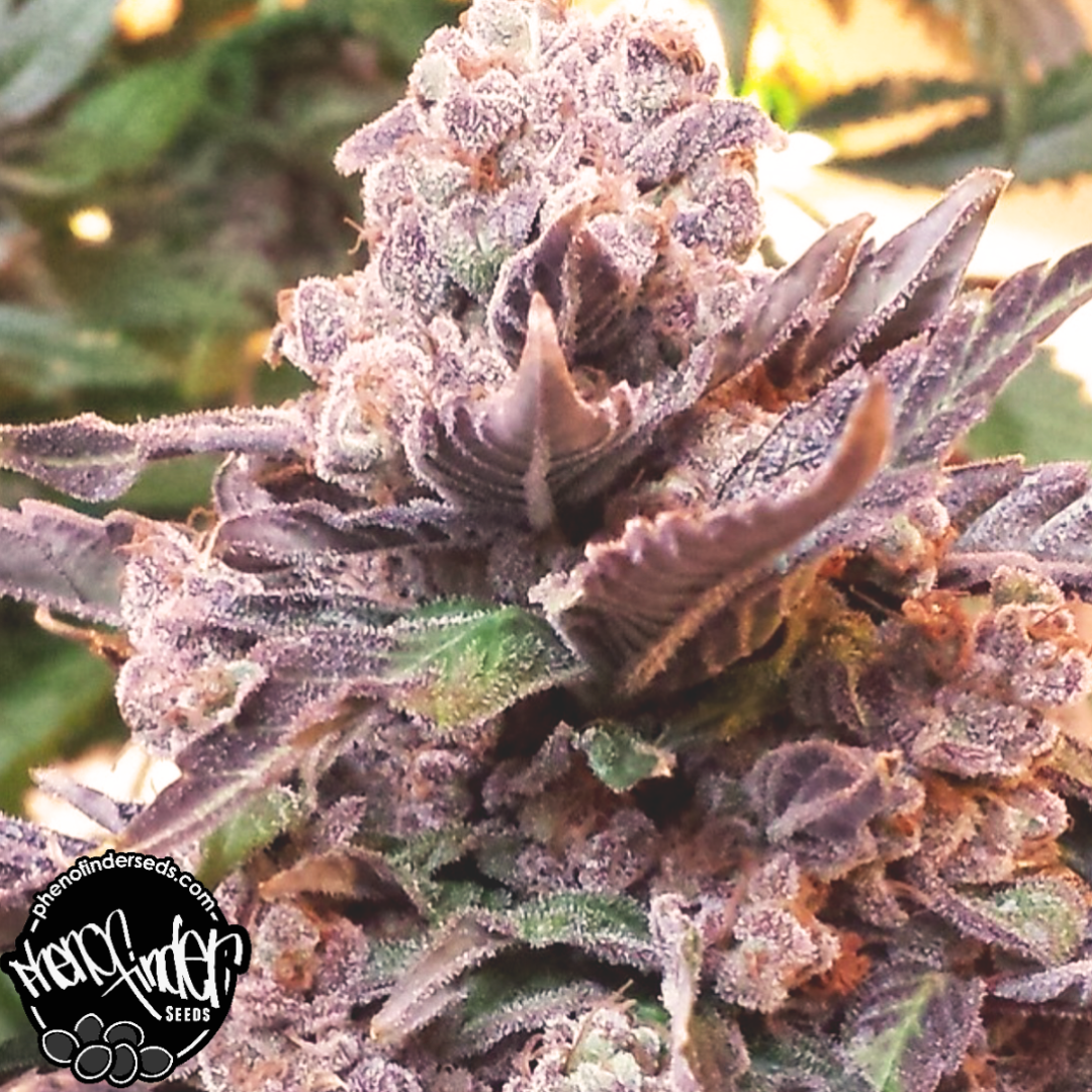 PROMO Purple Strawberry Bliss Feminised by Pheno Finder Seeds