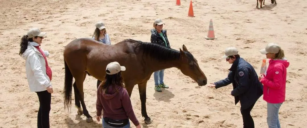equi-coaching.webp