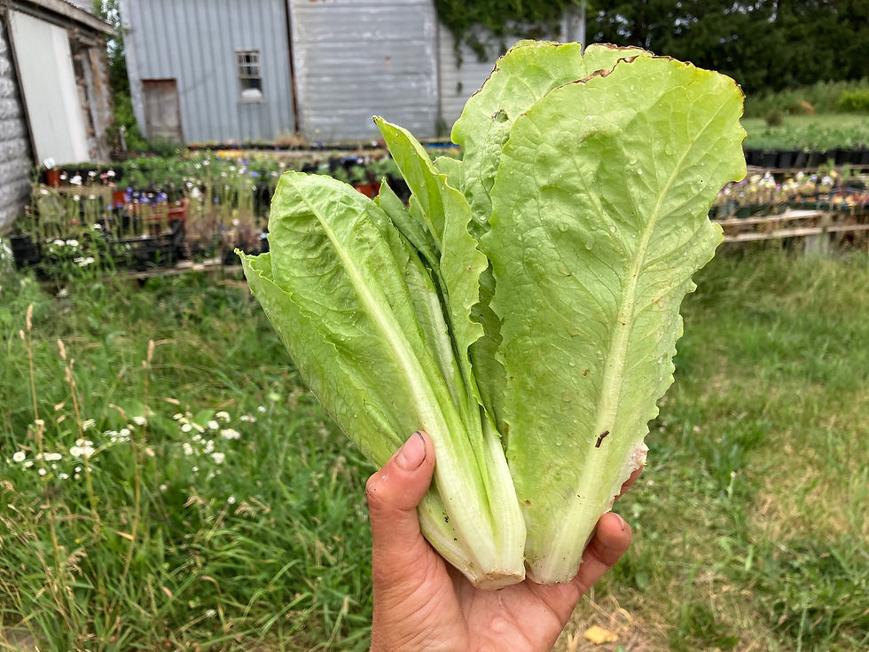 Thumbnail: Romaine Lettuce