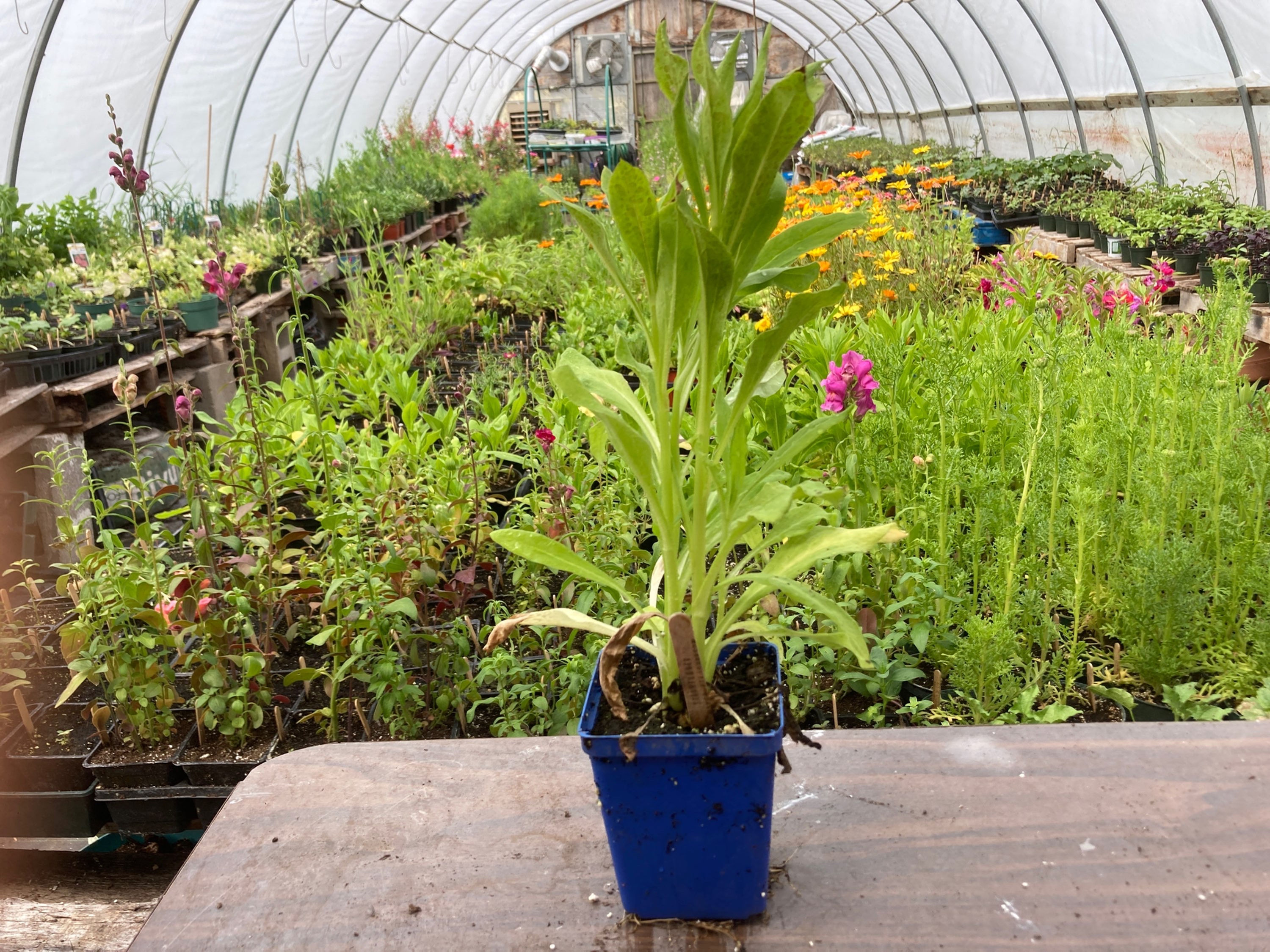 Strawflowers (Heichrysum bracteatum) Mixed Helichrysum Annual Flower