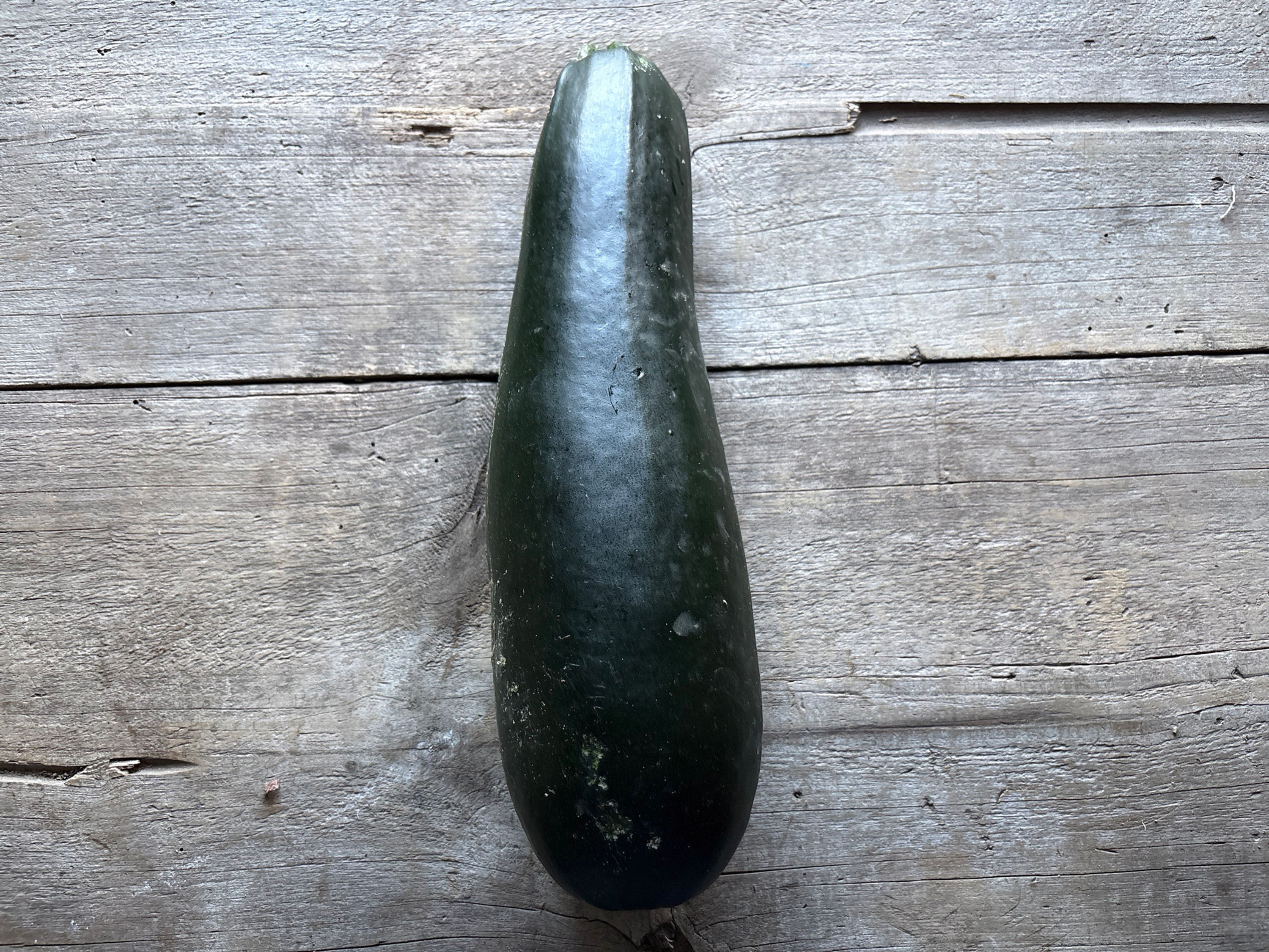 Big Zucchini