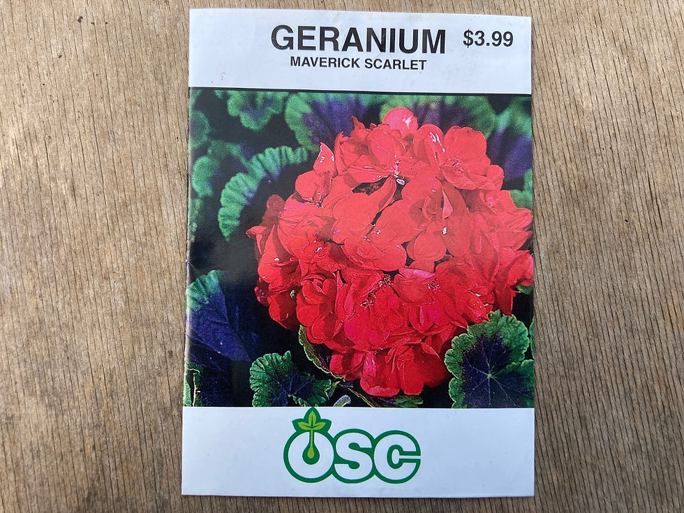 Thumbnail: Geranium Maverick Scarlet Perennial Flower plant