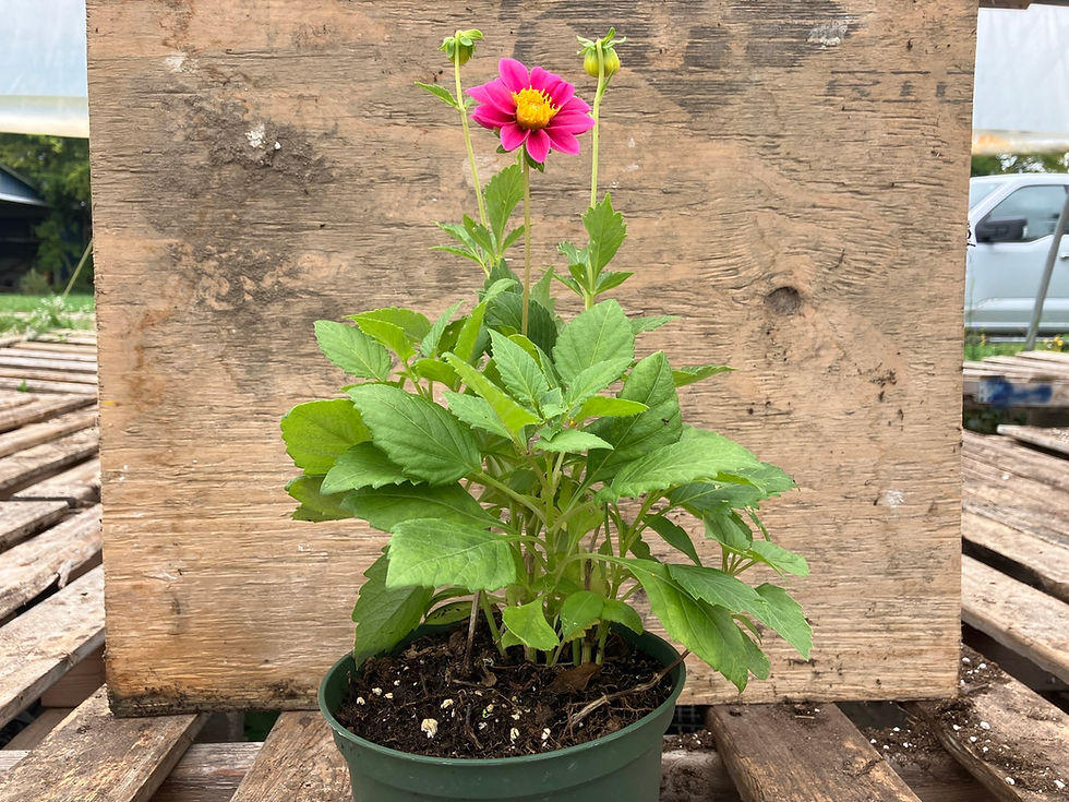 Thumbnail: Dahlia (Dahlia variabilis) Unwins Dwarf Hybrid Annual Flower
