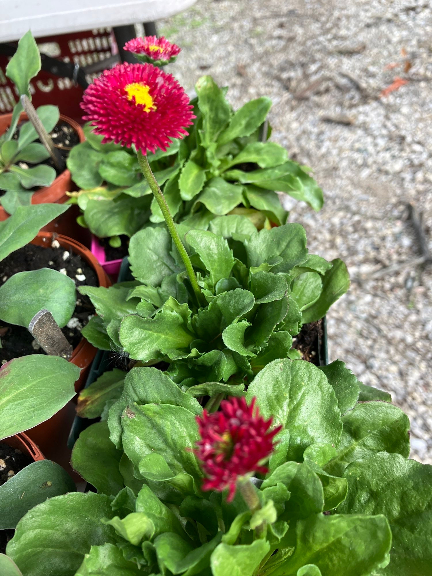 Tasso Mix (Bellis perennis) Bellis Perennial Flower Plant