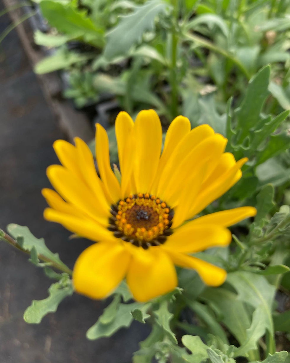 Thumbnail: African Daisy (Dimorphotheca sinuata) Aurentiaca Hybrid Annual Flower