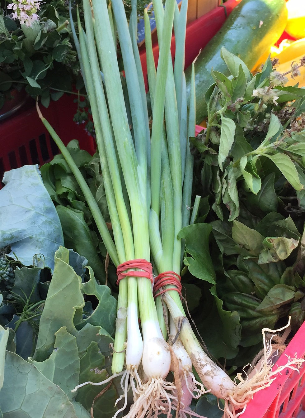 Thumbnail: Bunching Onion Parade Vegetable Plant