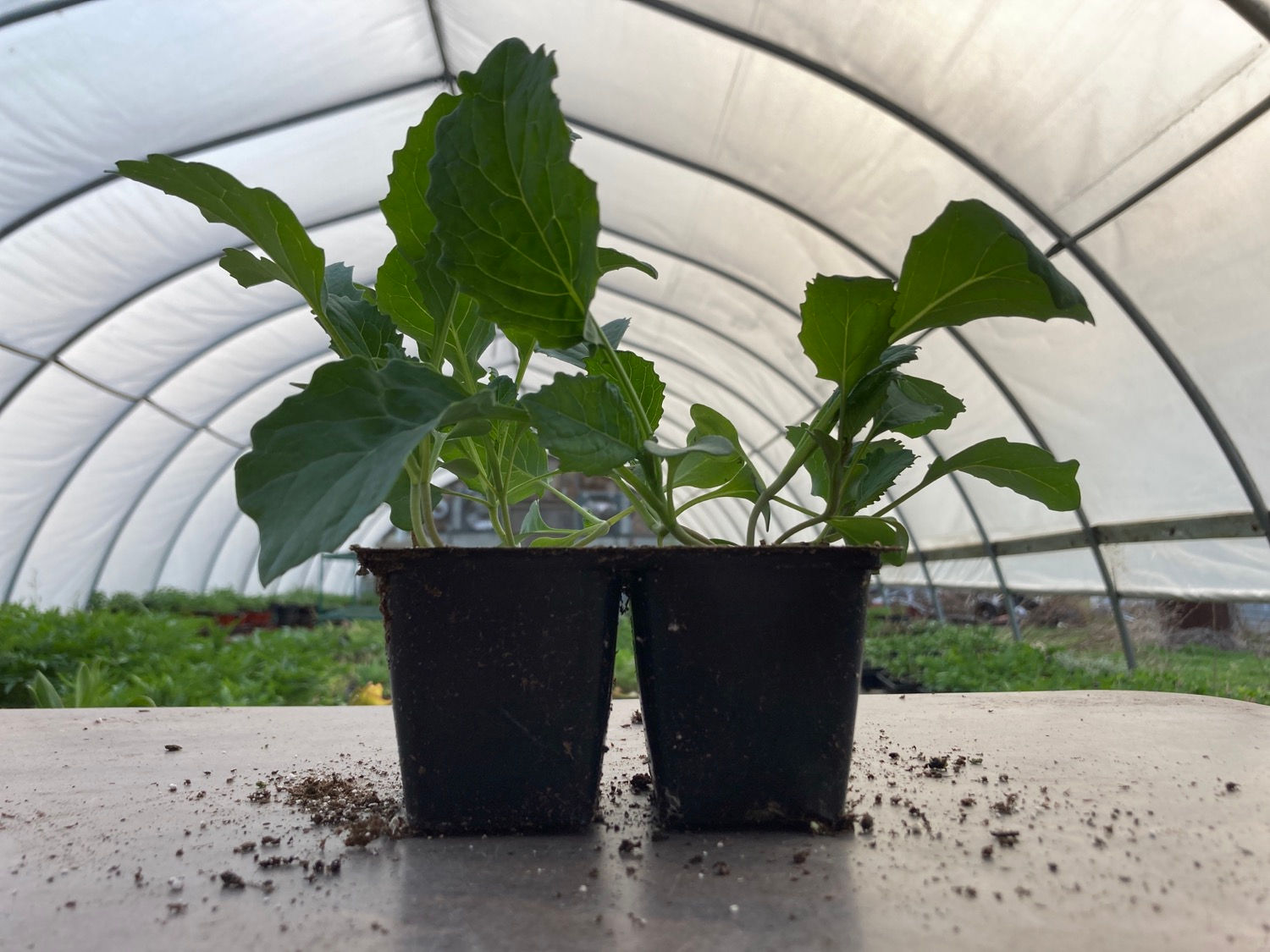 Red Cabbage Primero Vegetable Plant