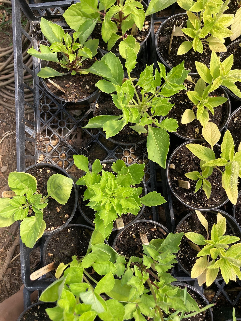 Thumbnail: Dahlia (Dahlia variabilis) Unwins Dwarf Hybrid Annual Flower
