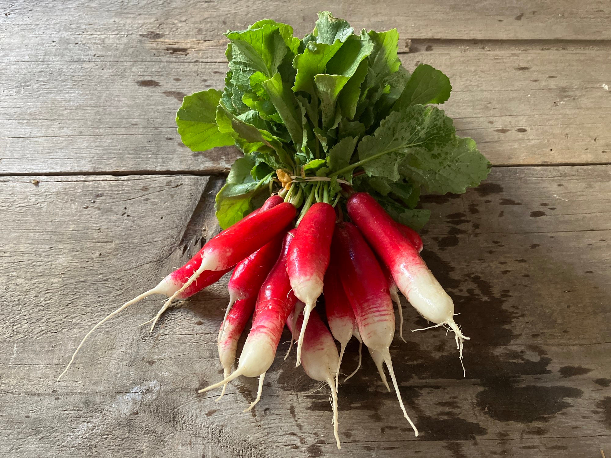 French Breakfast Radish (bunch)
