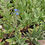 Thumbnail: Forget Me Not (Cynoglossum)  Annual Flower