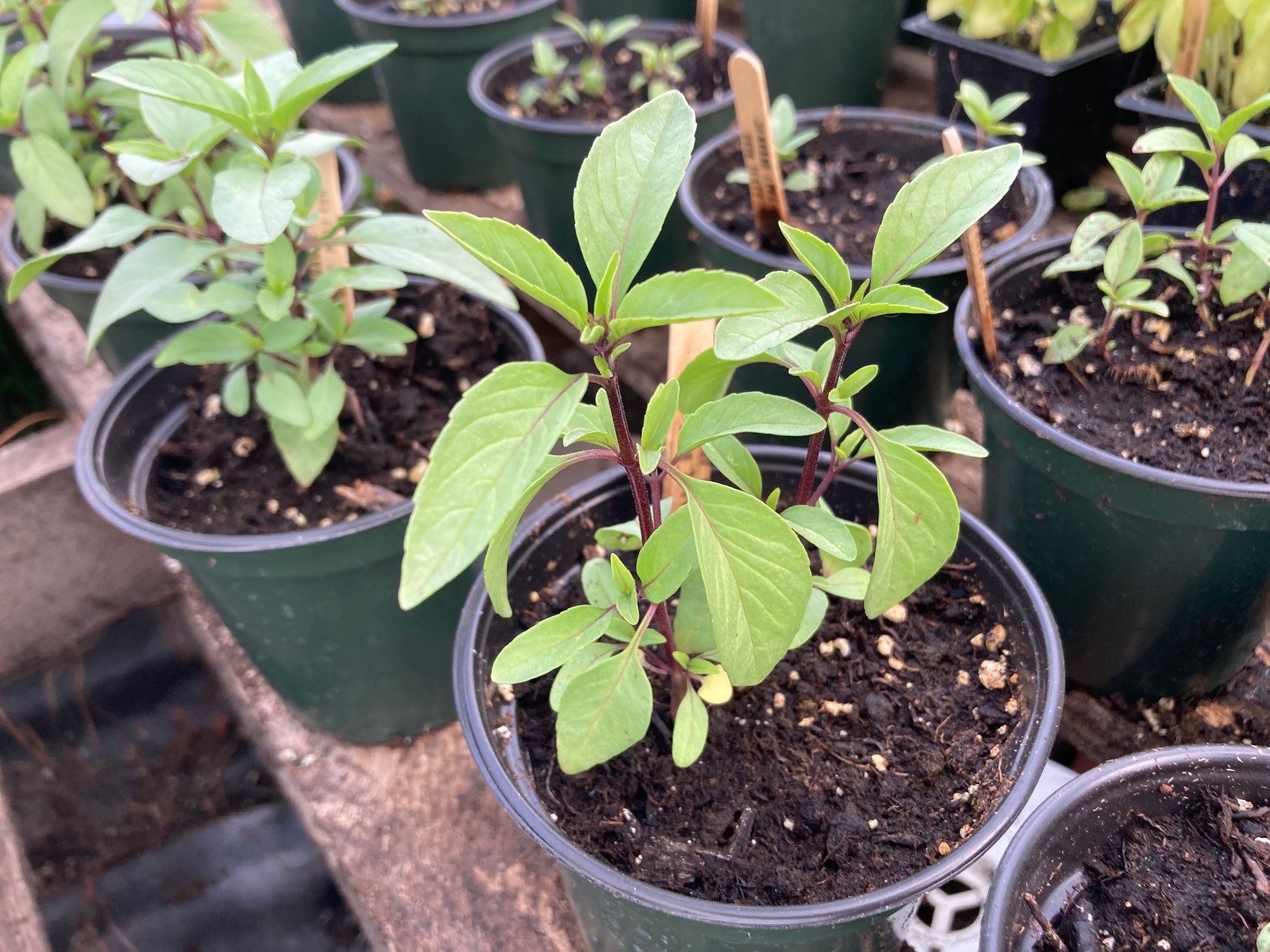 Basil (Ocimum basilicum) Thai Basil Herb Plant