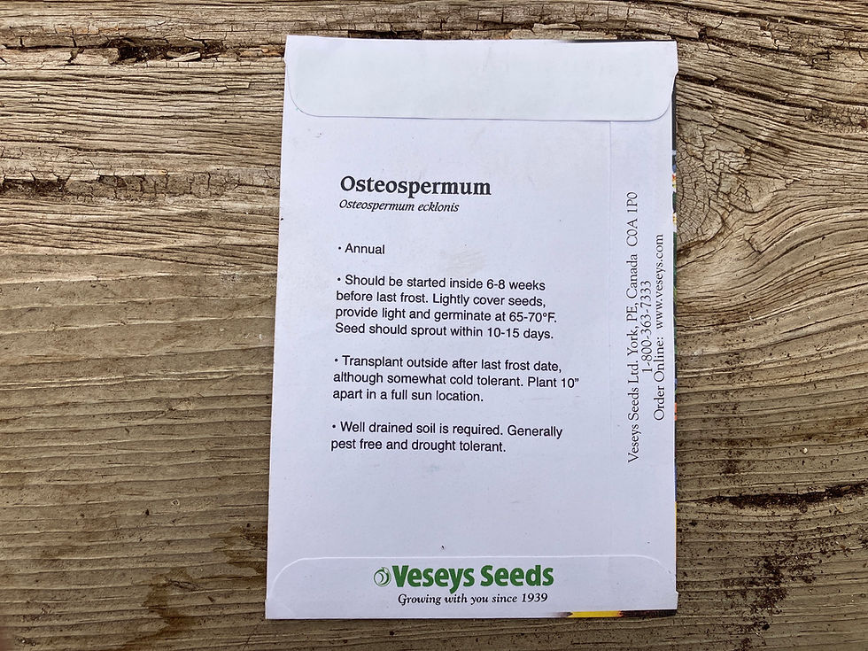 Thumbnail: Grand Canyon Mix (Osteospermum eklonis) Osteopermum Annual Flowera