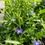 Thumbnail: Lobelia (Lobelia erinus) Trailing Sapphire Annual Flower