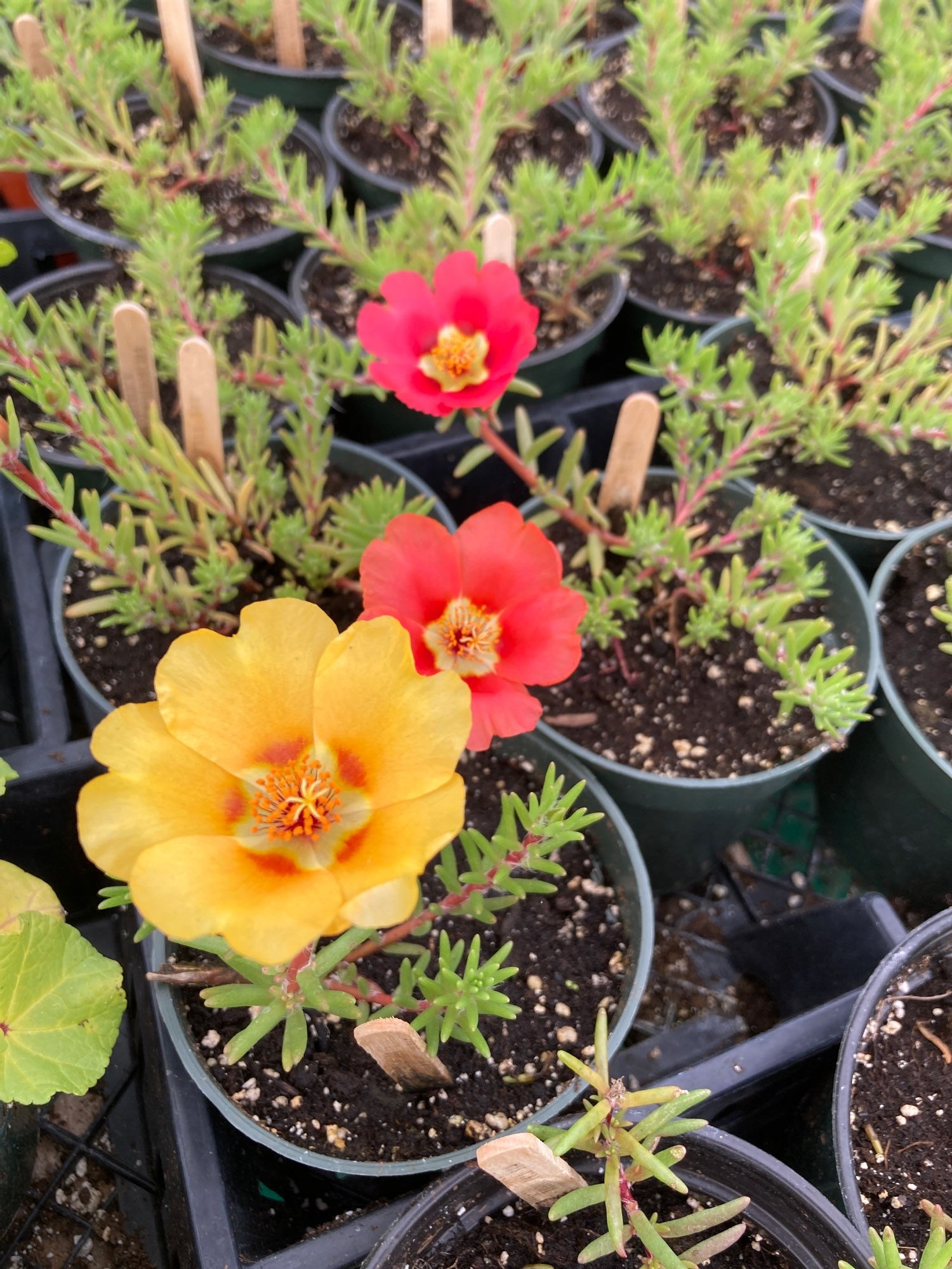 Portulaca (Portulaca grandiflora) Double Mix Annual Flower