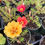 Thumbnail: Portulaca (Portulaca grandiflora) Double Mix Annual Flower