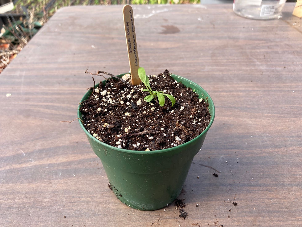 Thumbnail: Shasta Daisy (Leucanthemum maximum) Perennial Flower