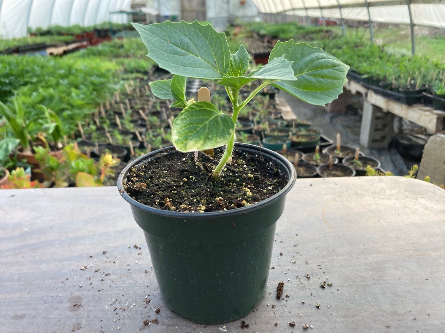 Tomatillo (Physalis ixocarpa) Toma Verde Vegetable Plant
