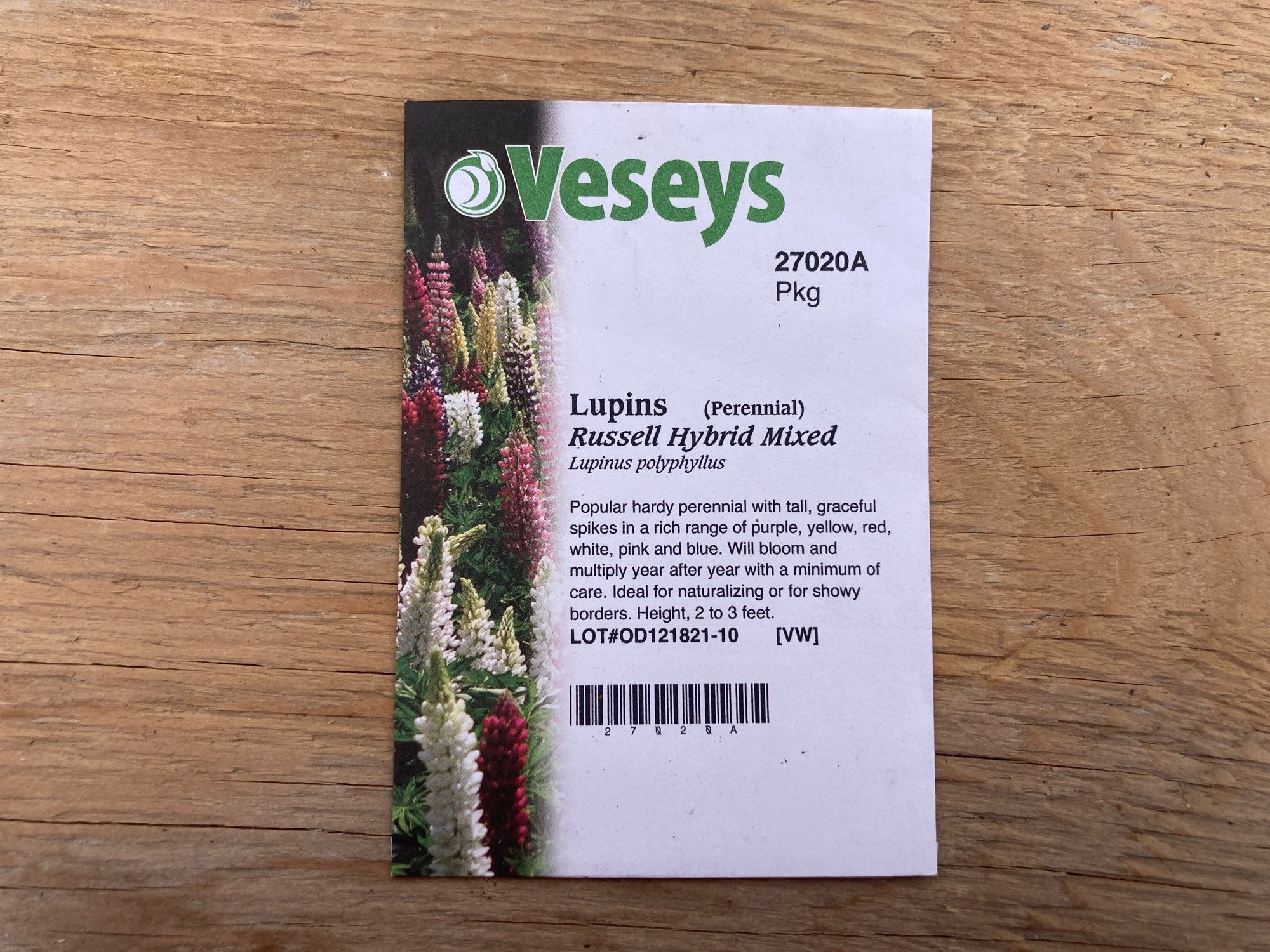 Lupins (Lupinus polyphyllus) Russell Hybrid Mixed Perennial Flower