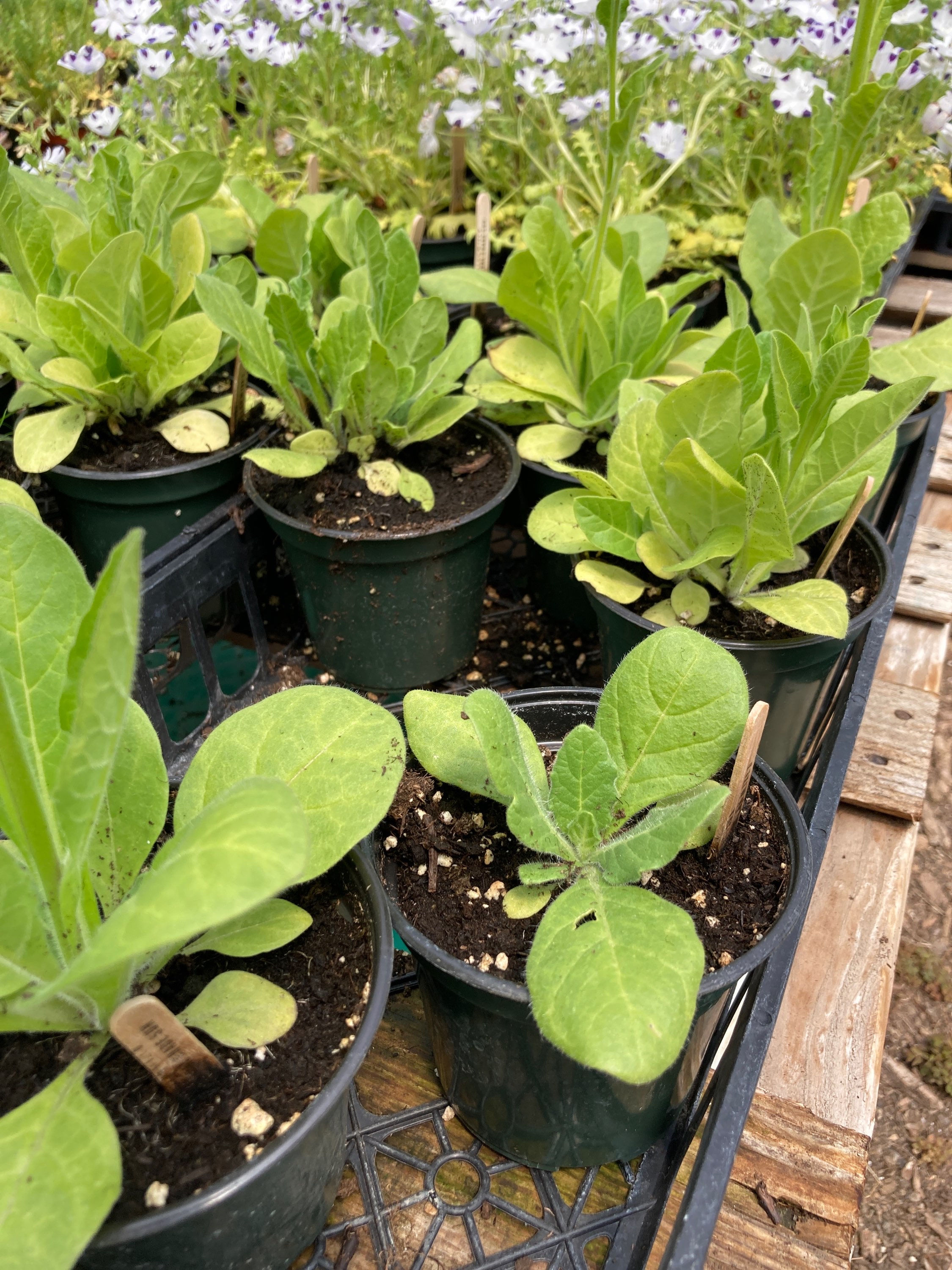 Nicotiana Sensation Mix Annual Flower