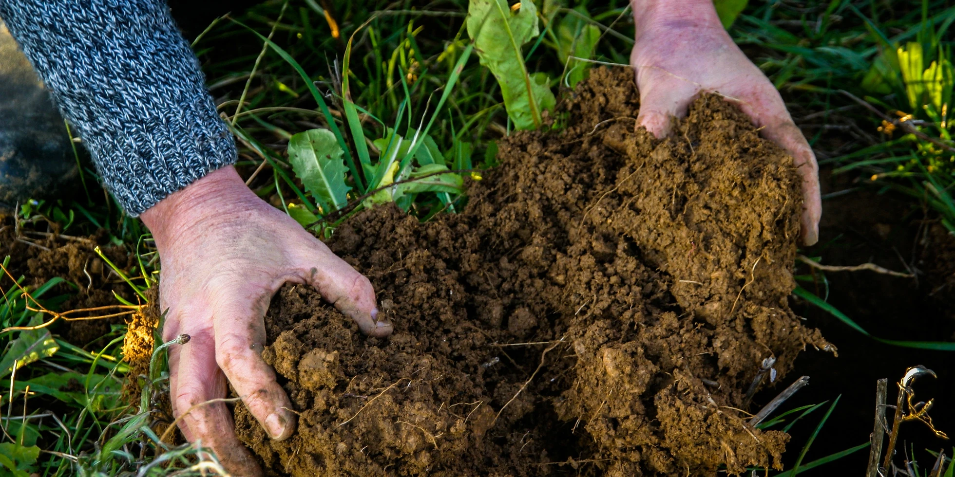 Soil sample, Soil health, regenerative agriculture, arable, conservation agriculture, cover crops