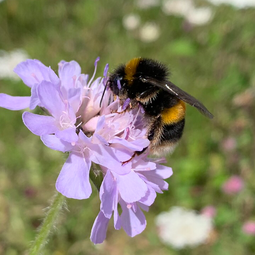 Farming with Pollinators