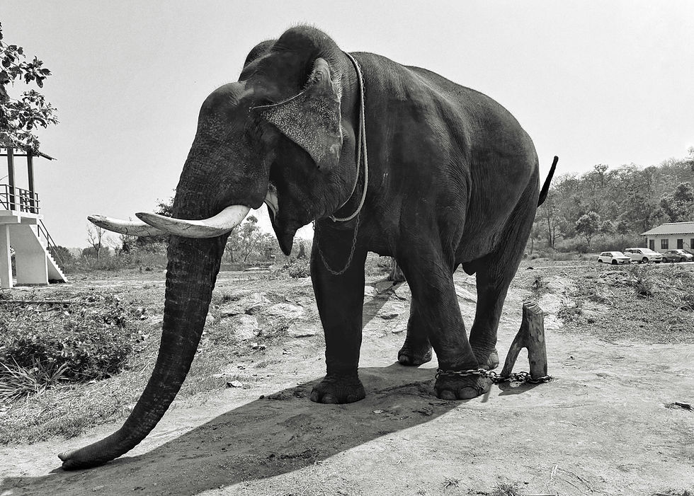 elephant chained to small tree