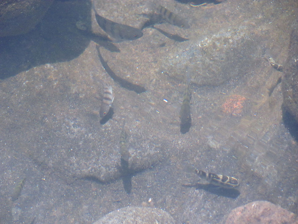 Clear Waters