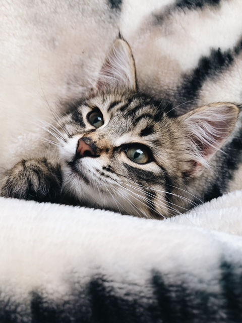 Adopt, Don't Shop!
