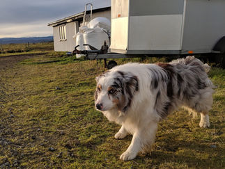 Johnny Cash, the singing dog. He makes a lot of noise until you pet him.