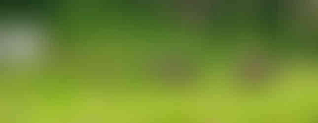 Wild boards make of straw and twigs in a field