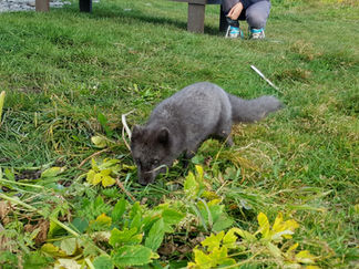 A arctic fox looking for food in Hornstrandir